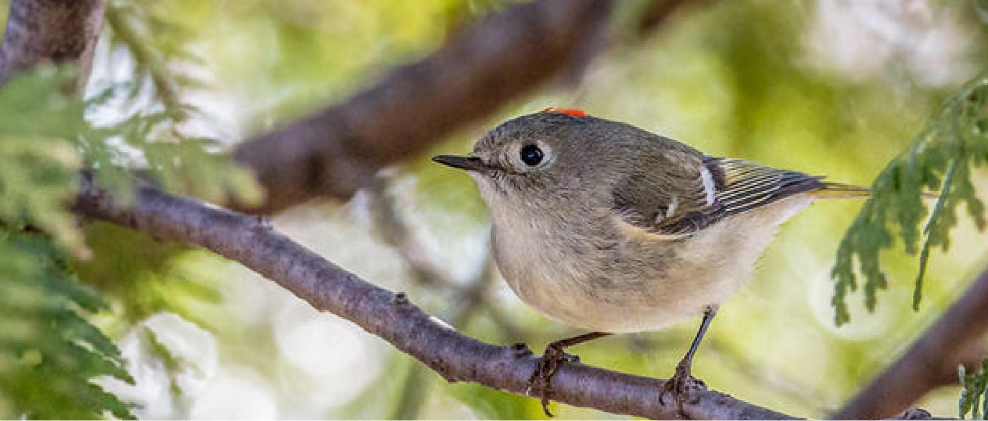 Bannerimage